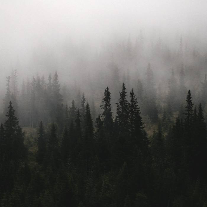 Dense pine ridge blanketed in low fog.